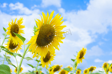向日葵太阳摄影照片_花园里的向日葵本质上。