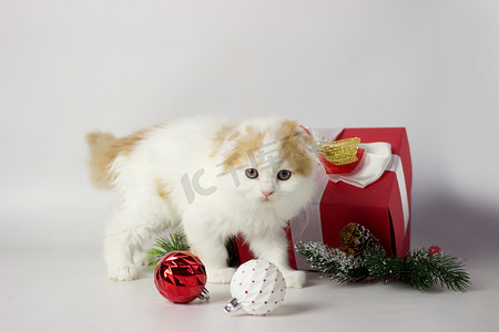 动物礼盒摄影照片_可爱的苏格兰小猫在圣诞装饰的礼盒里玩耍
