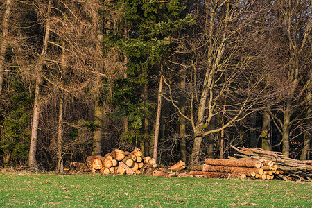 砍伐树木摄影照片_一些树干在森林里被砍伐，冬天在森林边缘砍伐