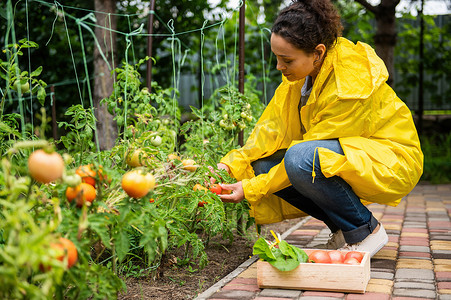 宜人的女农民、穿着黄色雨衣的农学家，在生态农场收获自产有机西红柿
