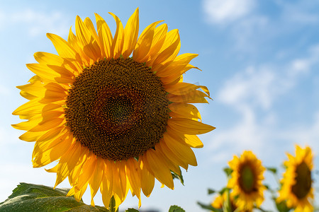 黄色的大花摄影照片_一朵盛开的向日葵的大花映衬在蓝天上。