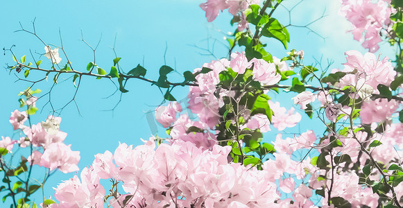 梦幻花摄影照片_梦幻花园中柔和的粉红色盛开的花朵和蓝天，花卉背景