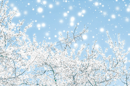 促销冬季摄影照片_圣诞节、新年蓝色花卉背景、节日贺卡设计、花树和雪花作为豪华美容品牌的冬季促销背景