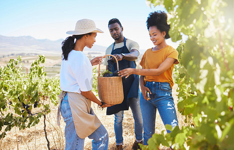 葡萄酒农场、农民和工人团队在葡萄园里用剪刀采摘或收获水果。