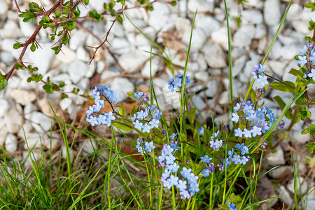 春天，花园里开着美丽花朵的明媚春草，勿忘我，花朵。精致的小蓝花