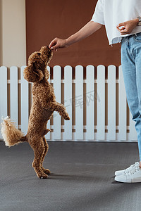 小棕色贵宾犬在宠物屋与驯狗师一起训练