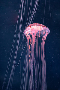 发光的水母摄影照片_水下发光的水母 chrysaora pacifica