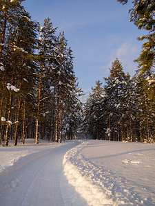 冬季森林中高大的松树之间的雪地摩托路。