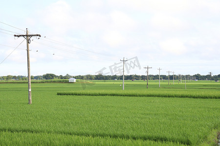 田野上的绿色稻田