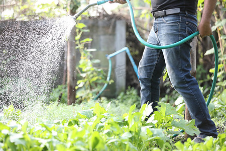 性冷淡植物摄影照片_家庭花园中有浇水植物的男性腿