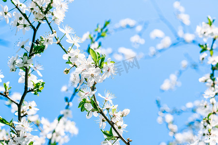 樱花和蓝天，白花作为自然背景