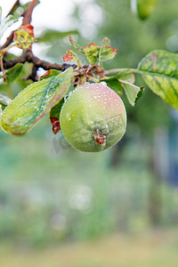 树枝上未成熟苹果的果实