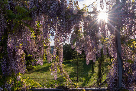 在阳光明媚的春日，近距离观察美丽的紫色紫藤花从花园的格子上垂下来，阳光从上面透过树枝照射进来。