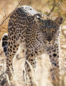 卡拉哈里摄影照片_卡拉哈里野生动物美丽的地方图片