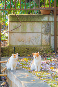 日本纹摄影照片_日本短尾猫的形象（老虎图案）