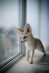 窗前漂亮的耳廓狐幼崽