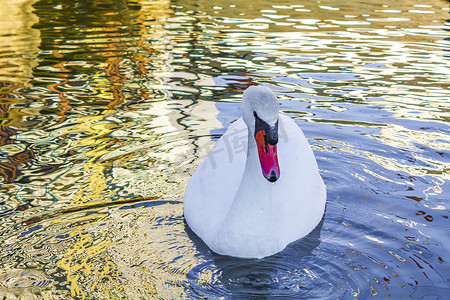 德国不来梅港威悉河上美丽漂亮的白天鹅。