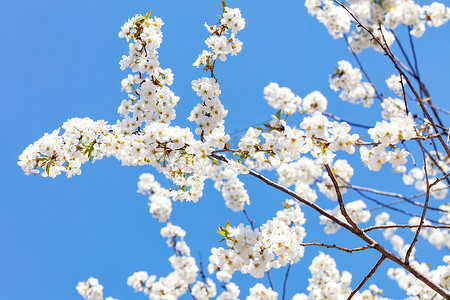 雪白的摄影照片_雪白的苹果树在蓝天的衬托下开花。