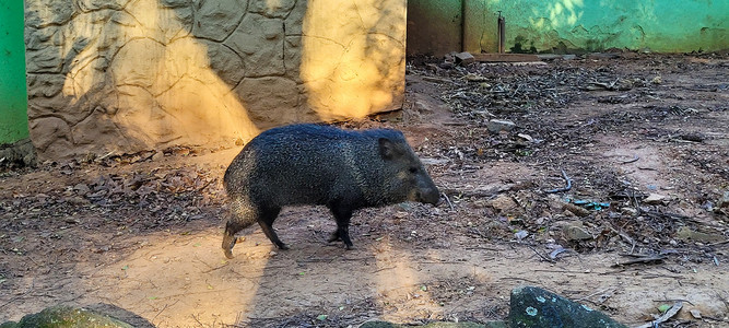 巴西野猪被称为西貒