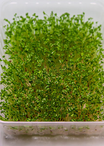 微绿豌豆芽在白色背景上分离。