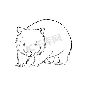 袋熊摄影照片_illustratuin 与袋熊草图隔离在白色背景、袋熊、矢量草图插图
