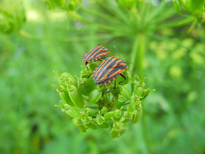绿色植物上的两只线纹虫、红色和黑色条纹臭虫