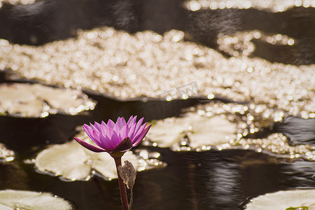 紫色莲花黄色花粉与莲花绿叶在水中，池塘背景