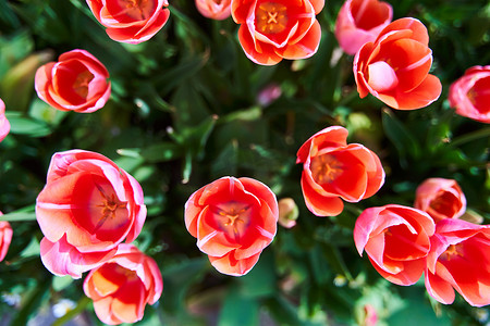 在春天的红色美丽的郁金香领域与太阳光芒