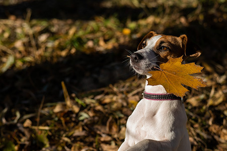 杰克罗素梗犬在秋天的森林里抱着黄色的枫叶。