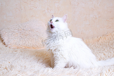 白色毛茸茸的猫舔肖像特写