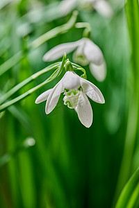 自然界中绿色复制空间背景下生长的白色常见雪花莲花的特写。