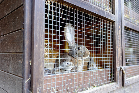 兔舍动物农场里的可爱兔子。