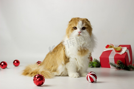 可爱的苏格兰小猫在圣诞装饰的礼盒里玩耍