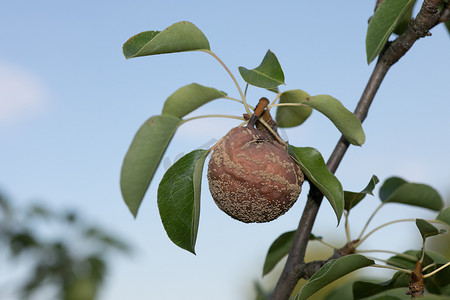 果树枝上的烂梨，Monilia laxa 侵染植物病