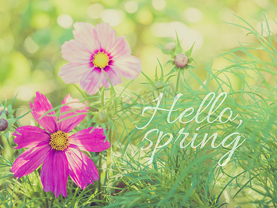 粉色书面摄影照片_绿色植物花卉背景上精致的 cosmea 花、色调图像、带有书面报价的横幅
