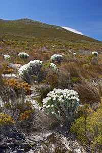 南非开普敦桌山国家公园发现的本土凡波斯植物。