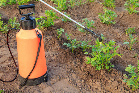 用喷雾器保护马铃薯植物免受真菌病或害虫的侵害。