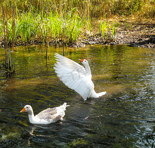 两只鸭子在河里游泳。