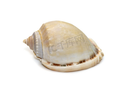 phalium glaucum 壳的图像，俗称灰色帽子或 glaucus 帽子，是一种大型海蜗牛，一种海洋腹足类软体动物，属于 Cassidae 家族，头盔蜗牛和帽子蜗牛在白色背景下被隔离。