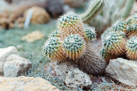 Echinocactus grusonii，金桶婆婆的坐垫，座位，金球仙人掌。加利福尼亚桶仙人掌科仙人掌科，石竹目，是墨西哥中东部特有的，小花