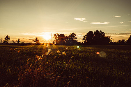 软焦点稻田和天空背景在日落时间与太阳光线。