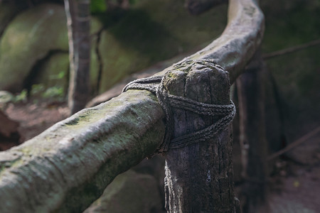 古代丛林摄影照片_丛林中部落建造的古老木栅栏