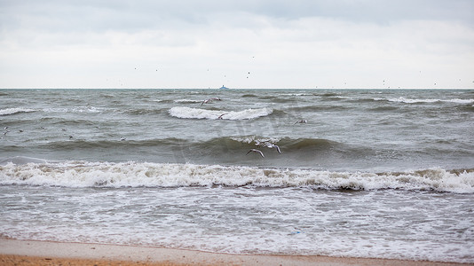 大海中汹涌的巨浪，浪花中的海鸥。
