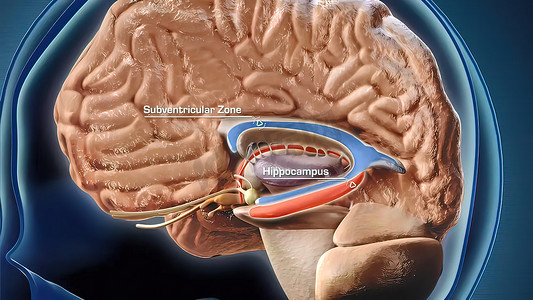 海马体是嵌入颞叶深处的复杂大脑结构