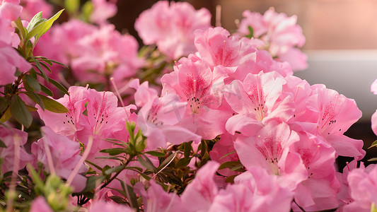 粉色花瓣花瓣摄影照片_杜鹃花盛开，绿色背景上的粉色杜鹃花芽，长横幅