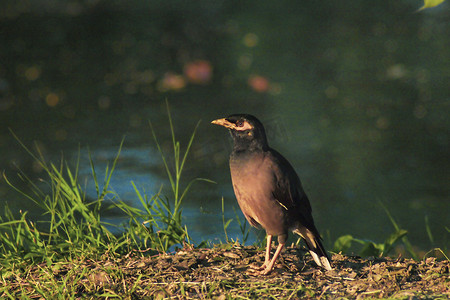常见的八哥鸟动物肖像棕色毛皮颜色黄色眼罩野生动物在湖水背景的绿草地上。