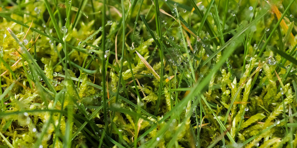 新鲜的雨滴在绿色植物叶子和草地上近距离观察