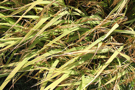 农场树上成熟的稻田