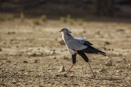 南非 Kgalagadi 跨境公园的秘书鸟