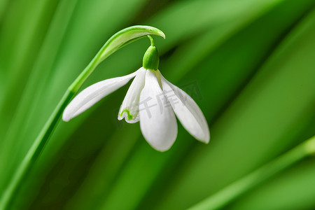 生长在一个遥远的领域的绿色拷贝空间背景下的一朵白色共同的雪花莲花的特写镜头。 